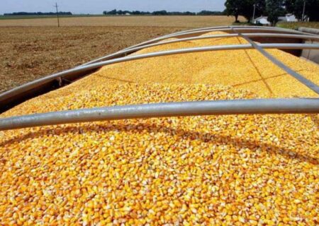 کوتاهی وزارت جهاد منجر به نابسامانی بازار نهاده‌های دامی شد.