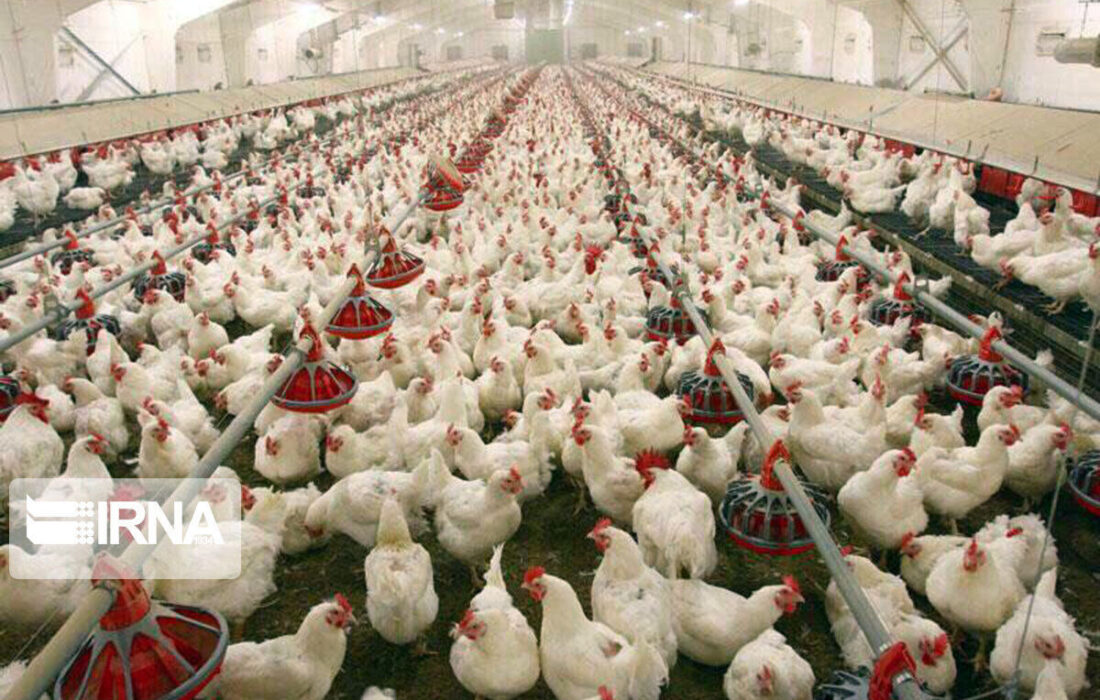 توسعه انرژی خورشیدی در صنعت طیور واجبتر از نان شب