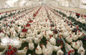 توسعه انرژی خورشیدی در صنعت طیور واجب‌تر از نان شب