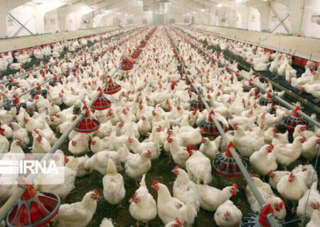 توسعه انرژی خورشیدی در صنعت طیور واجب‌تر از نان شب