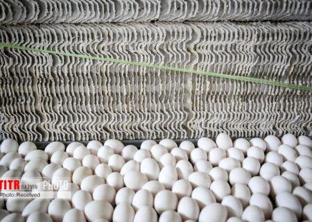 تولید بیش از 9 هزار تن تخم مرغ در آبیک