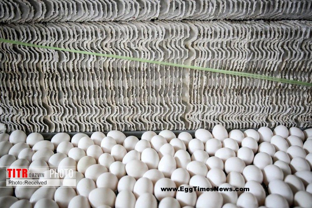 تولید بیش از 9 هزار تن تخم مرغ در آبیک