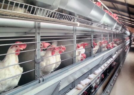 متفورمین، تخم‌گذاری مرغ‌ها را افزایش می‌دهد