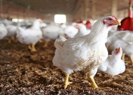 لزوم اختصاص یارانه مصرف و احیای خرید تضمینی تخم‌مرغ