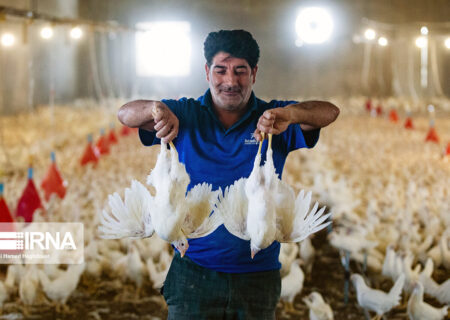 کاهش بیماری‌های طیور سبب افزایش تولید و کاهش قیمت‌ مرغ و تخم مرغ در بازار شد.