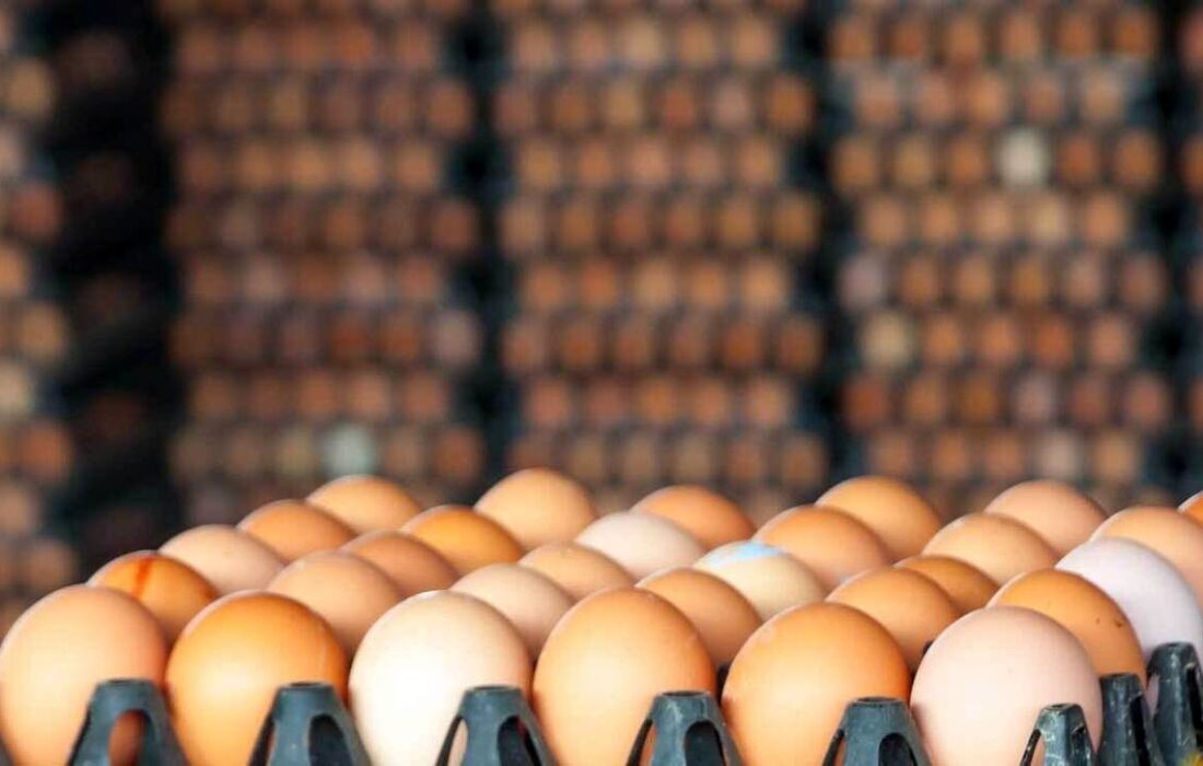 اتخاذ تصمیمات تازه برای مدیریت بازار تخم مرغ/ تخم‌مرغ‌ها فرآوری می شوند