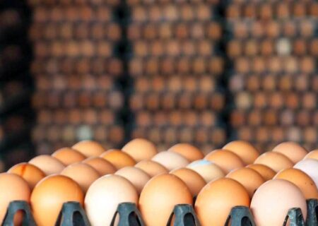 اتخاذ تصمیمات تازه برای مدیریت بازار تخم مرغ/ تخم‌مرغ‌ها فرآوری می شوند