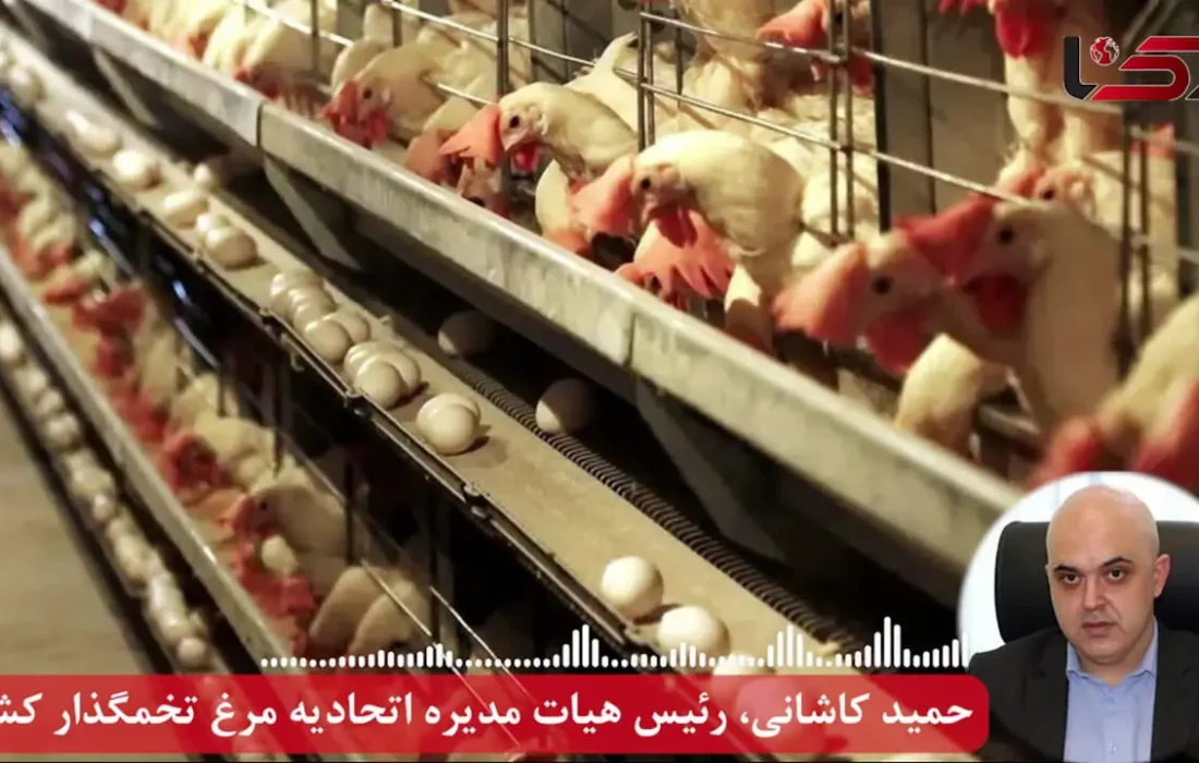 فاجعه در صنعت تخم مرغ کشور