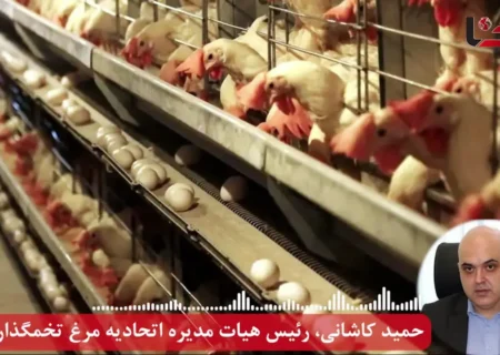 فاجعه در صنعت تخم‌ مرغ کشور