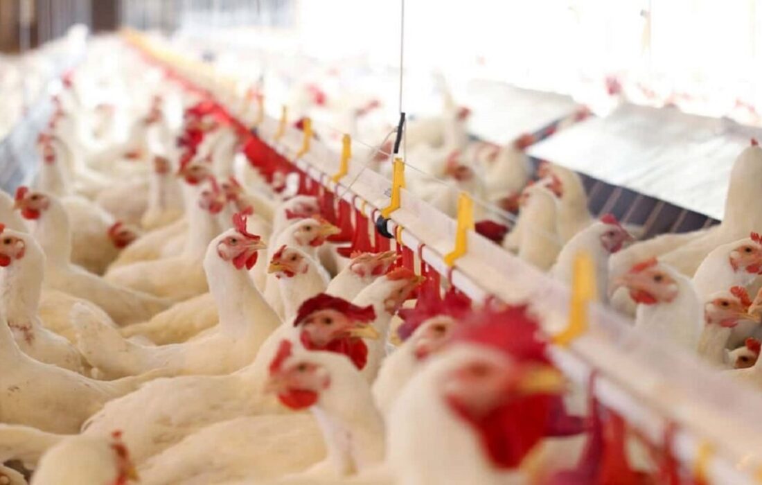 توسعه صنعت مرغداری در کردستان