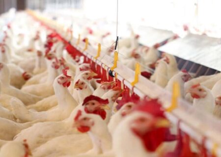 توسعه صنعت مرغداری در کردستان