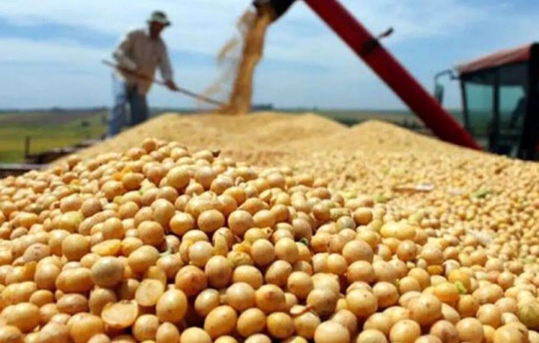 آغاز کشت سویا در منطقه مغان با پیش‌بینی تولید ۳۶ هزار تن محصول