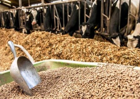 ۹ ماه بلاتکلیفی ارزی نهاده‌های دامی؛ آقای رئیس‌جمهور، فکری کنید.