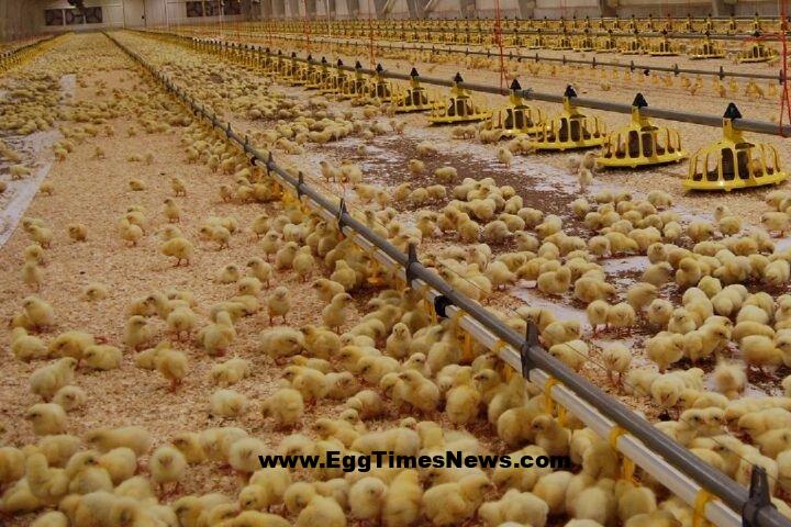 جوجه ریزی در تایباد خراسان رضوی افزایش یافت