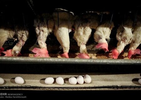 قیمت ۴ قلم کالای اساسی تعیین شد