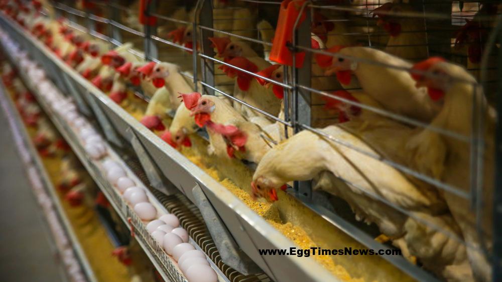 مهار آتش سوزی مرغداری آبیک