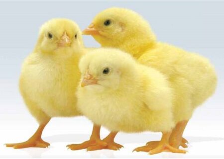 روشی نوین برای پایان دادن به حذف جوجه‌های نر