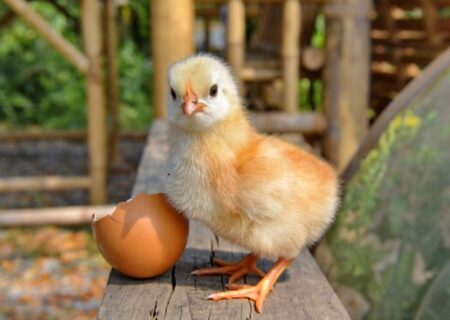 دلیل اقبال به سهام «زماهان» در فرابورس بررسی شد.