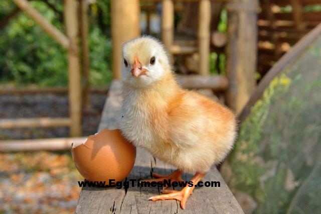 دلیل اقبال به سهام «زماهان» در فرابورس بررسی شد.