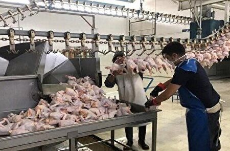 ۹۴ درصد واحدهای صنعت طیور چهارمحال و بختیاری به چرخه تولید بازگشتند.