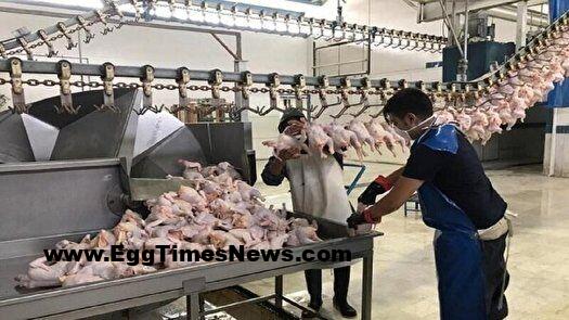 ۹۴ درصد واحدهای صنعت طیور چهارمحال و بختیاری به چرخه تولید بازگشتند.