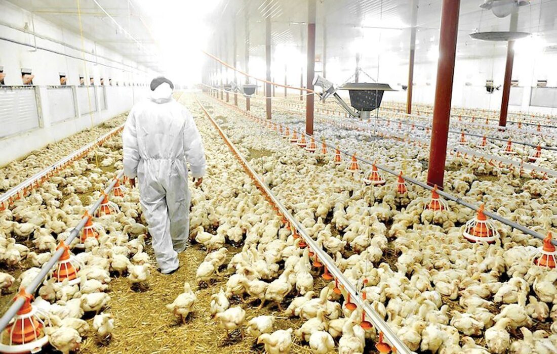 تخممرغ خوراکی رکورددار کاهش قیمت؛ افت ۳۱.۷ درصدی در فروردین ۱۴۰۴