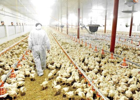 تخم‌مرغ خوراکی رکورددار کاهش قیمت؛ افت ۳۱.۷ درصدی در فروردین ۱۴۰۴