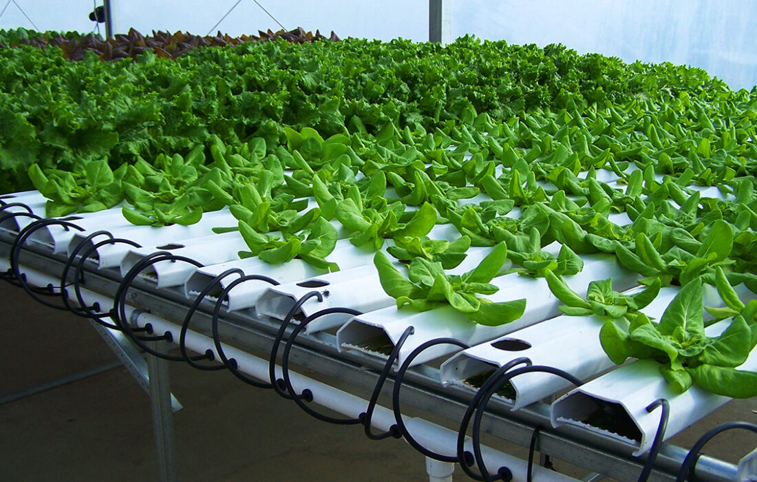 بانک مرکزی موظف به تزریق فوری تسهیلات دام شد.