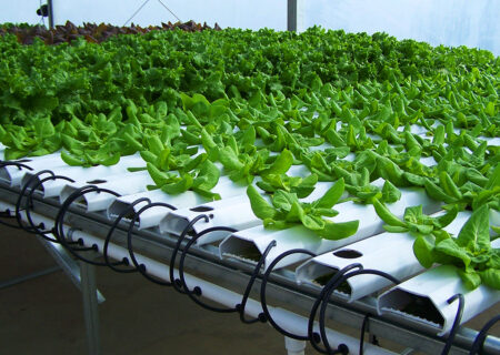 بانک مرکزی موظف به تزریق فوری تسهیلات دام شد.