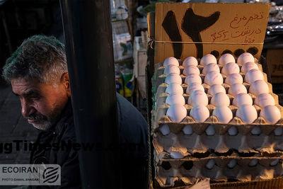 تکذیب ناسالم بودن تخم‌ مرغ صادراتی ایرانی به عراق