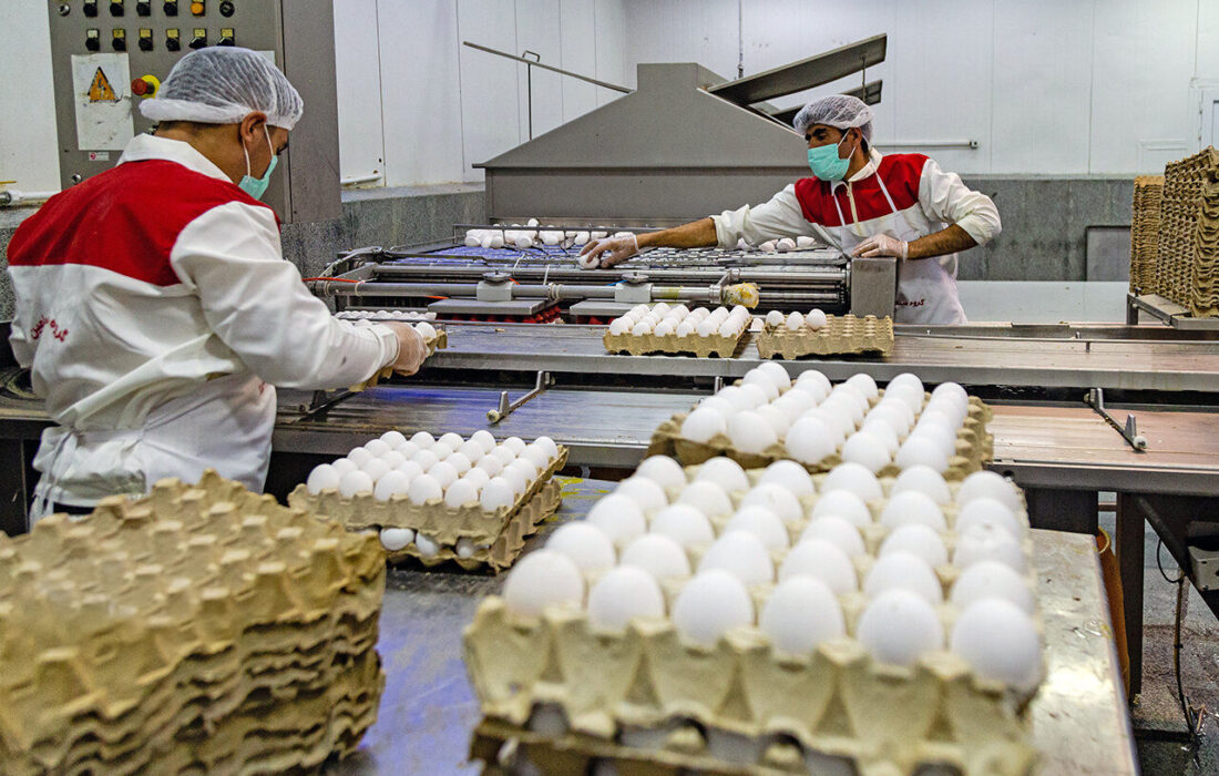 هر شانه تخم مرغ بالاتر از ۱۴۰ هزارتومان گرانفروشی است