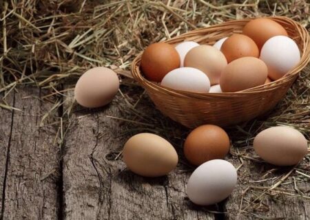 هشدار به دولت: تخم‌مرغ ۲۵ هزار تومانی یعنی مرگ تولید