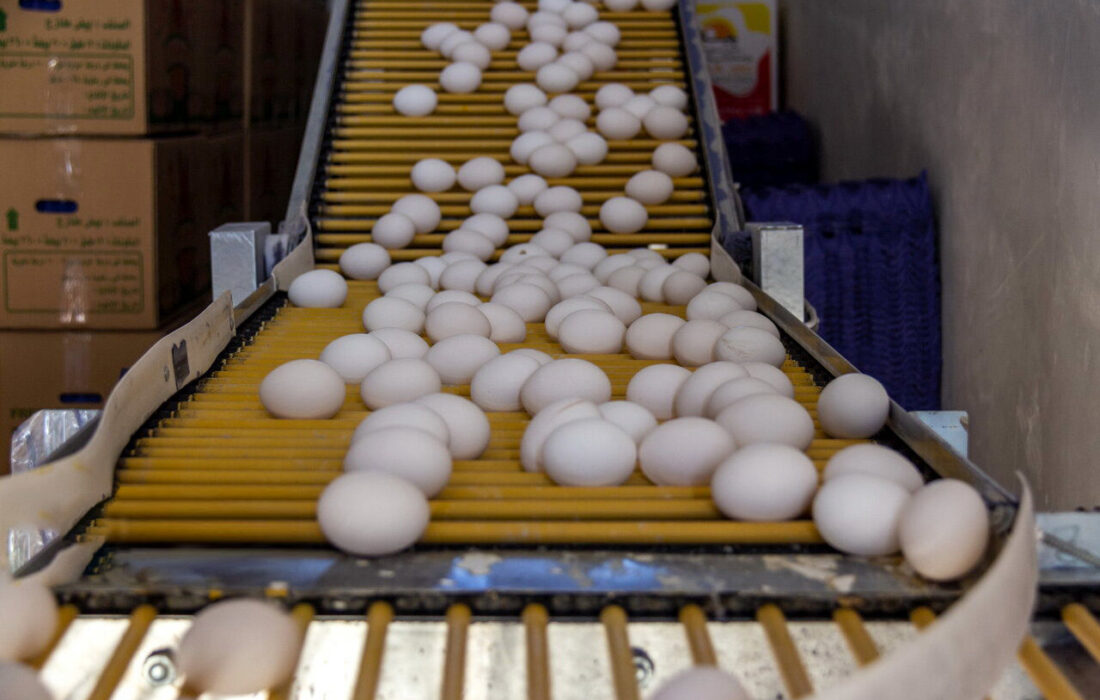 پیشبینی قیمت تخم مرغ در سال 1403/ ارزآوری صادرات تخم مرغ چقدر است؟