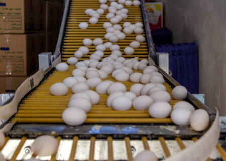 پیش‌بینی قیمت تخم مرغ در سال 1403/ ارزآوری صادرات تخم مرغ چقدر است؟