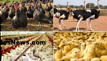 آمار تولید فروردین ماه گوشت طیور اعلام شد