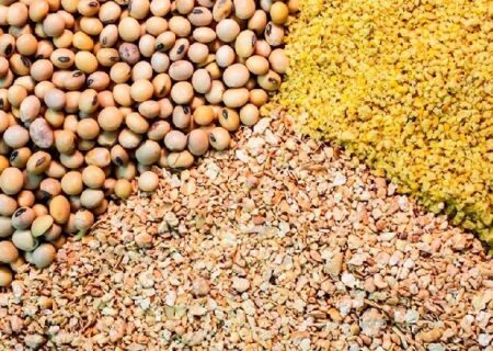 ۸۰ درصد از مکمل‌های خوراک دام کشور از طریق هرمزگان وارد می‌شود.