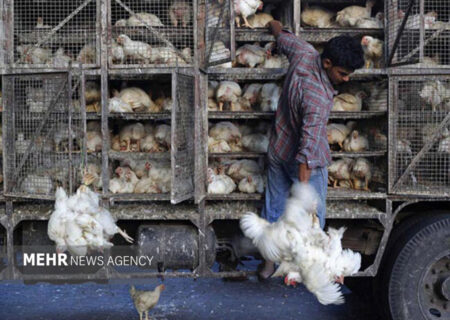 اجرای طرح ضربتی برخورد با عرضه‌کنندگان دام و طیور زنده در جاده‌ها