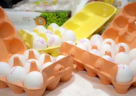 بحران بازار تخم‌مرغ در سال ۱۴۰۴؛ زیان سنگین مرغداران و سقوط تاریخی قیمت‌ها