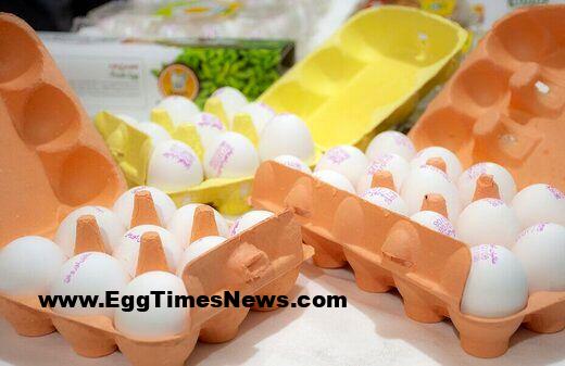 بحران بازار تخممرغ در سال ۱۴۰۴؛ زیان سنگین مرغداران و سقوط تاریخی قیمتها