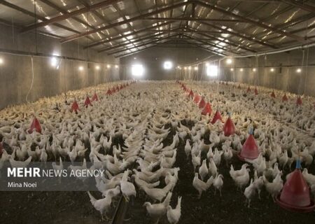 طرح پایش بیماری نیوکاسل طیور بومی در خراسان جنوبی آغاز شد.