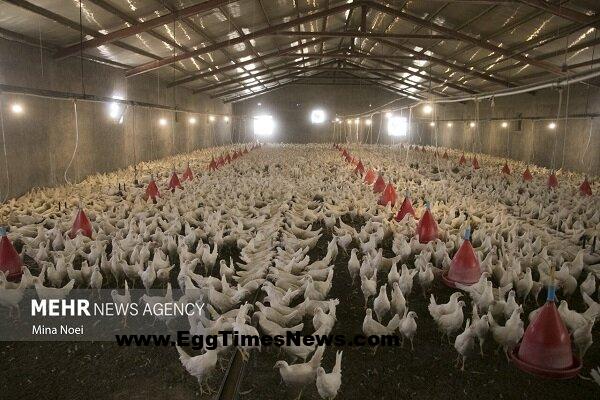 طرح پایش بیماری نیوکاسل طیور بومی در خراسان جنوبی آغاز شد.