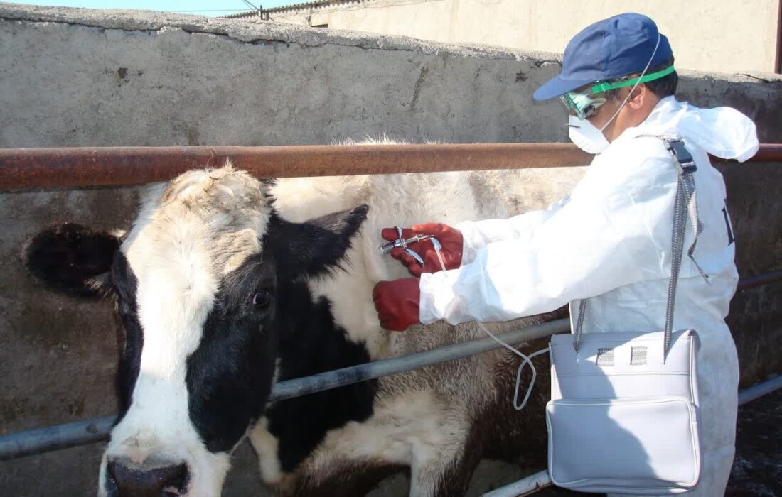 تزریق ۱۲ میلیون و ۸۰۰ هزار دز واکسن به طیور صنعتی ساوه