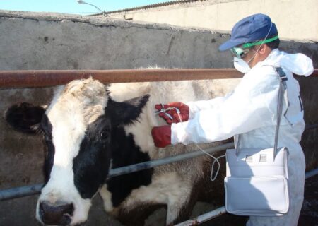 تزریق ۱۲ میلیون و ۸۰۰ هزار دز واکسن به طیور صنعتی ساوه