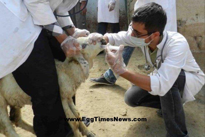 دانشگاه آزاد ورامین به قطب آموزش میدانی دامپزشکی تبدیل می‌شود.