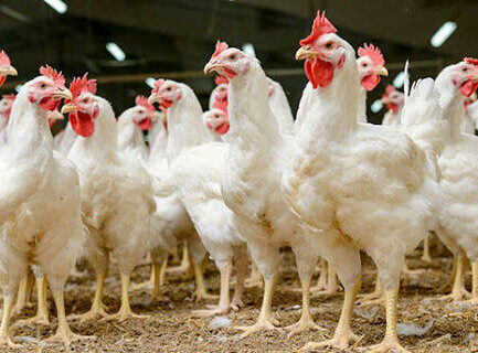 گرمای شدید، تهدیدی جدی برای سلامت طیور