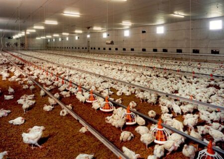 زنگ خطر برای سلامت طیور و امنیت غذایی مردم/ استرس گرمایی در مرغداری‌ها