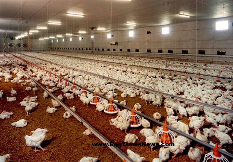 زنگ خطر برای سلامت طیور و امنیت غذایی مردم/ استرس گرمایی در مرغداریها