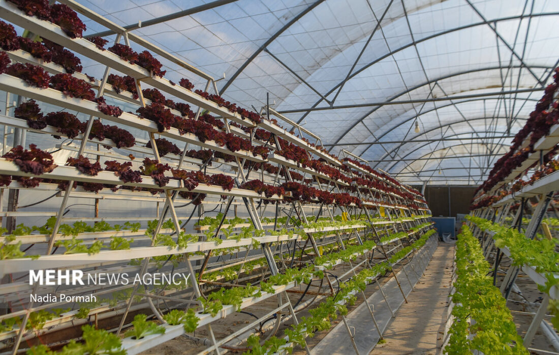 گسترش همکاریهای دوجانبه ایران و فائو برای پایداری امنیت غذایی کشور