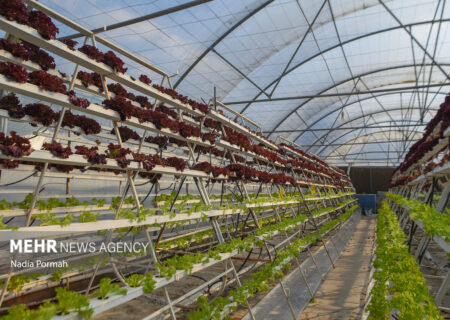 گسترش همکاری‌های دوجانبه ایران و فائو برای پایداری امنیت غذایی کشور