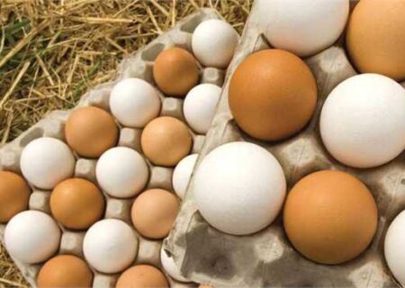 تولیدکنندگان تخم‌مرغ در جهان؛ روایت دردها و چالش‌ها